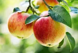Apple  500gram