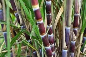 Sugarcane(Ganna) 2 stick