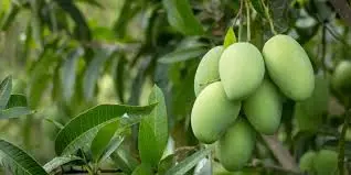 Green mango 1kg